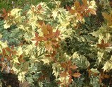 五色ヒイラギの新芽