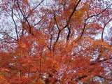 圧倒的な紅葉5