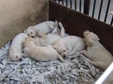 帰りにもう一度、仔犬をのぞいていきました。(ナチュラル&オーダーメイドの庭・外構ガーデンハーモニー)