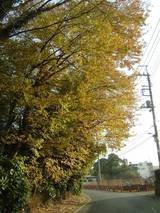 圧倒的な紅葉1