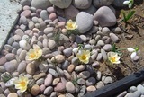 球根開花2