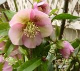 Ĥभ̣ˡʥʥᥤɤǥϡˡ