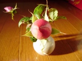 冬のつぼみ1