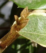 この茶色いゴツゴツした新芽が、数週間後には、あんな鮮やかな色に変化していくのですから、不思議です。(ナチュラル&オーダーメイドの庭・外構ガーデンハーモニー)