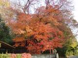 圧倒的な紅葉2
