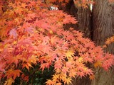圧倒的な紅葉4