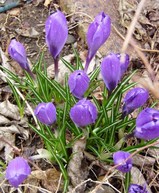 ��ʪ�ʥʥ���������������ᥤ�ɤ��������������ǥ�ϡ���ˡ���