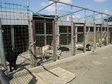 30匹近いラブが飼育されています(ナチュラル&オーダーメイドの庭・外構ガーデンハーモニー)
