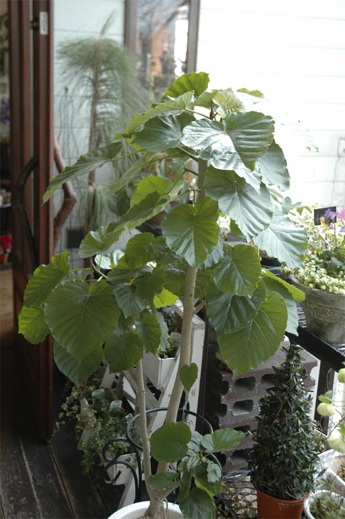 観葉植物入荷 Precious Time