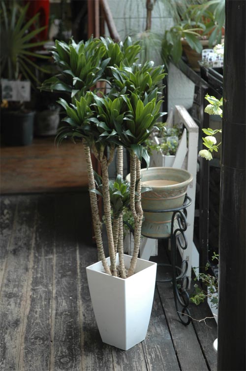 観葉植物入荷 Precious Time