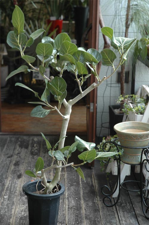 観葉植物入荷 Precious Time