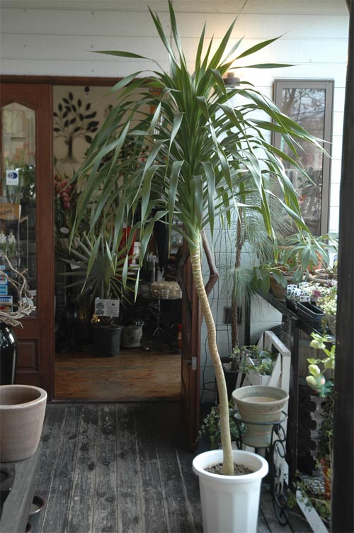 観葉植物入荷 Precious Time