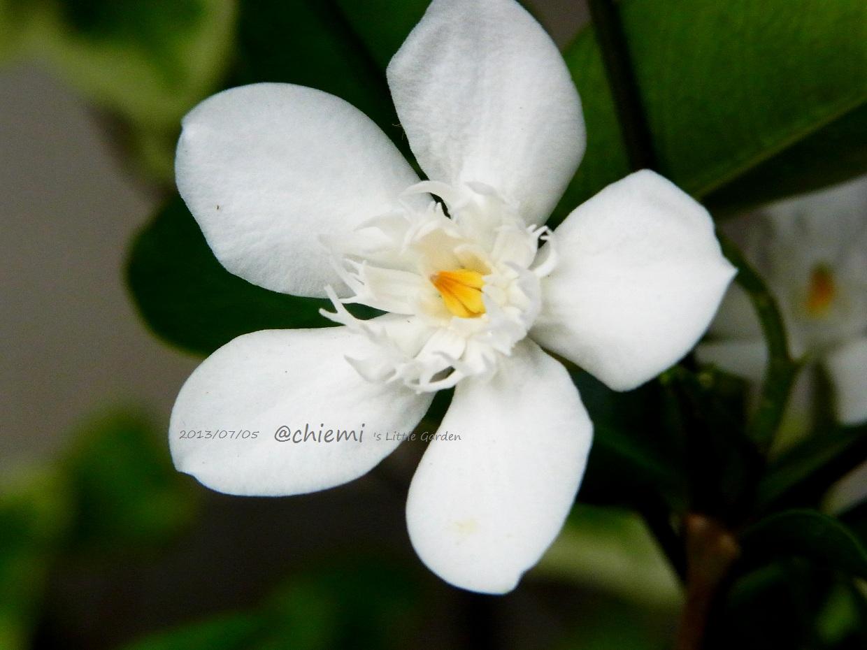 ライティア ゼイラニカ 花綴り