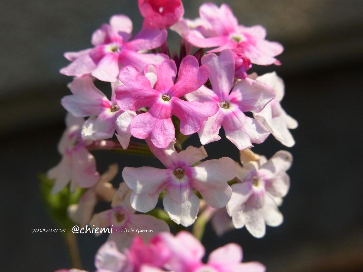 バーベナ ロングランミックス 花綴り バーベナ ロングランミックス 花綴り