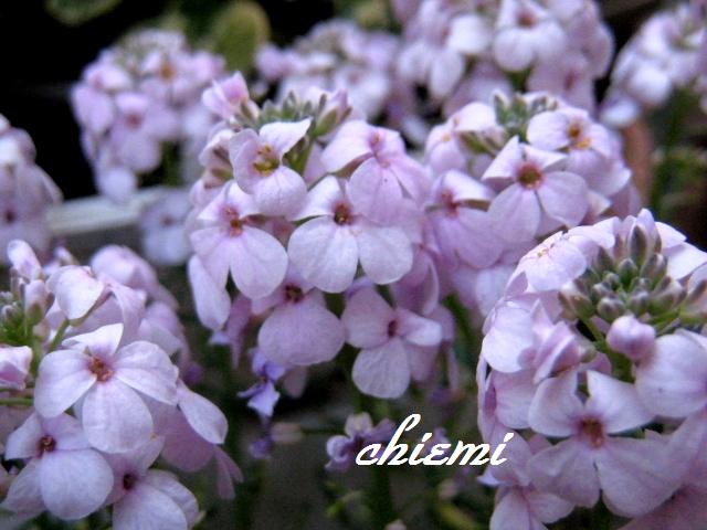 エティオネマ スキストサム 花綴り