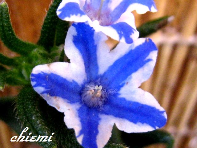 深山蛍葛 花綴り