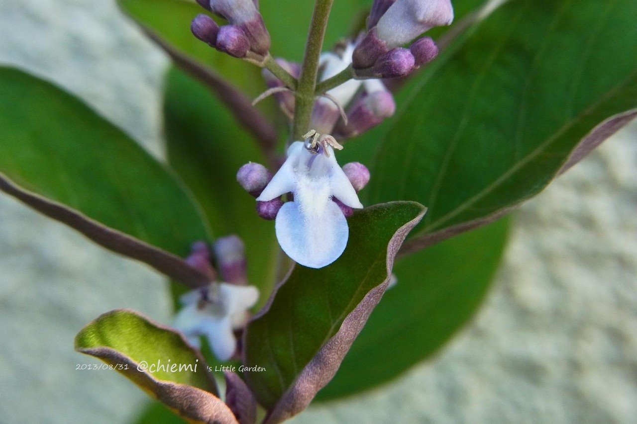 ミツバハマゴウ プルプレア 花綴り