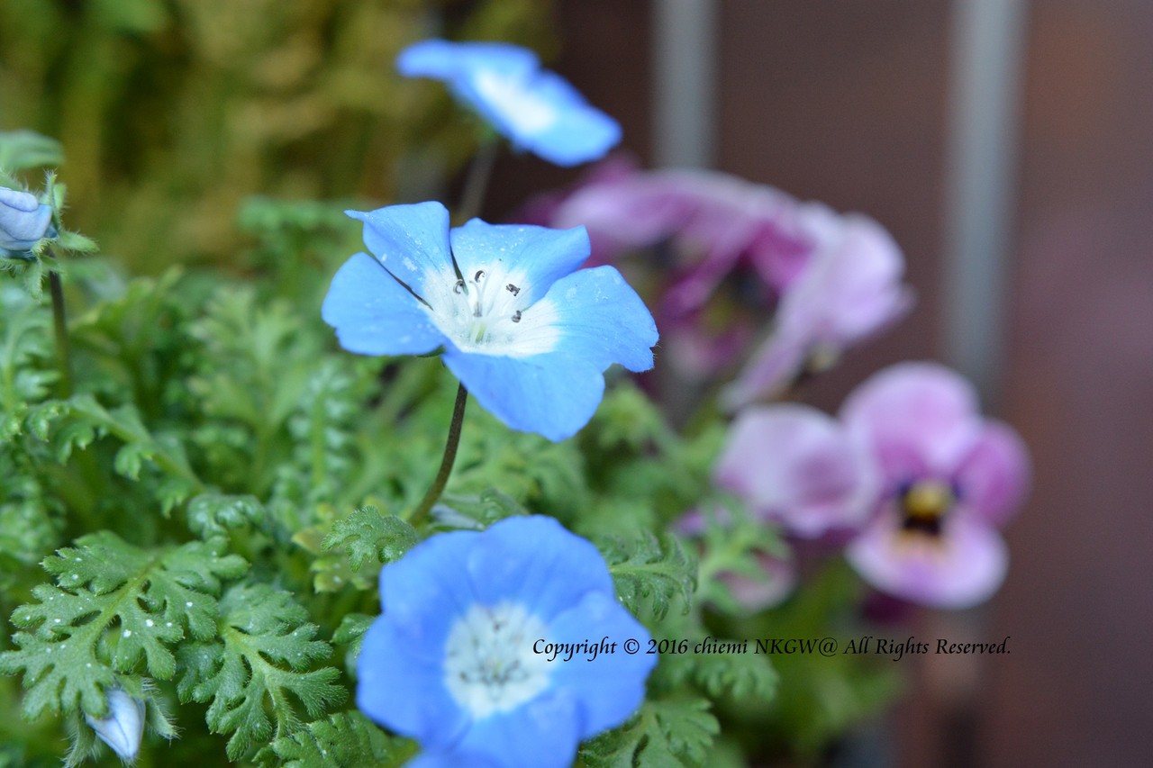 ネモフィラ メンジーシー 花綴り
