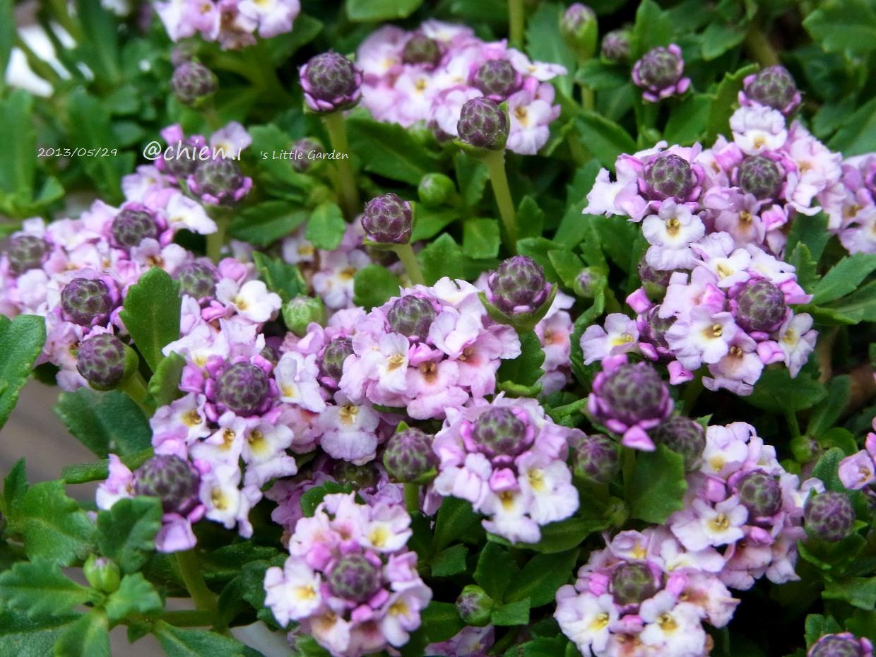 セールsale Off 当店農場生産 耐寒性宿根草でかなり強い ヒメイワダレソウ白 グランド セールsale Off 当店農場生産 耐寒性宿根草でかなり強い ヒメイワダレソウ白 グランド