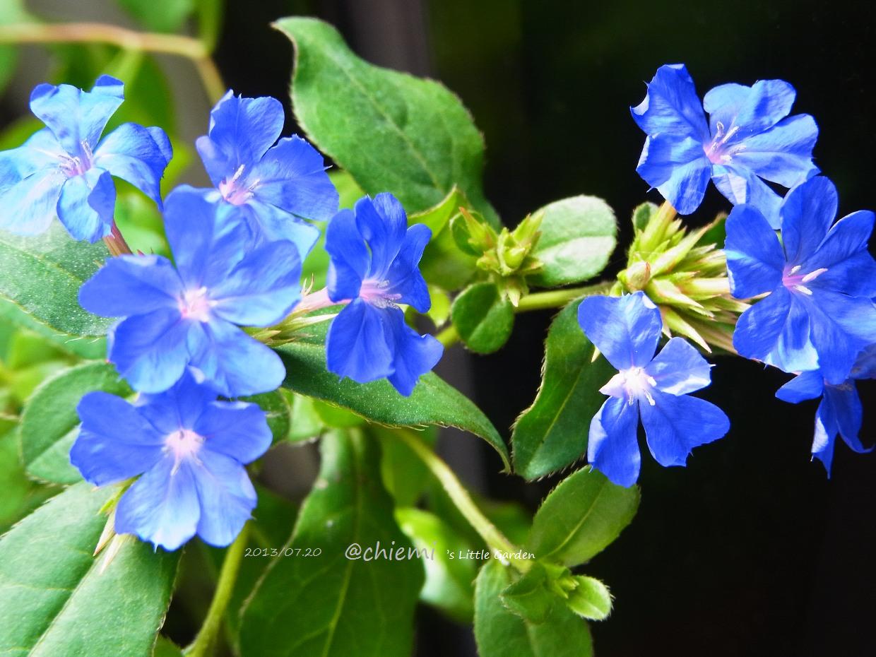 ケラトスティグマ プルンバギノイデス 花綴り