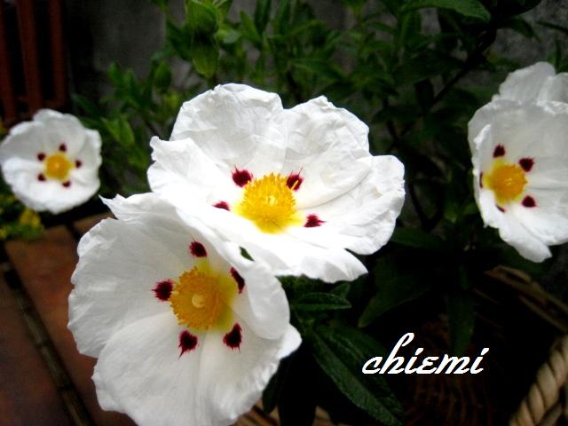 シスタス キブリウス 花綴り