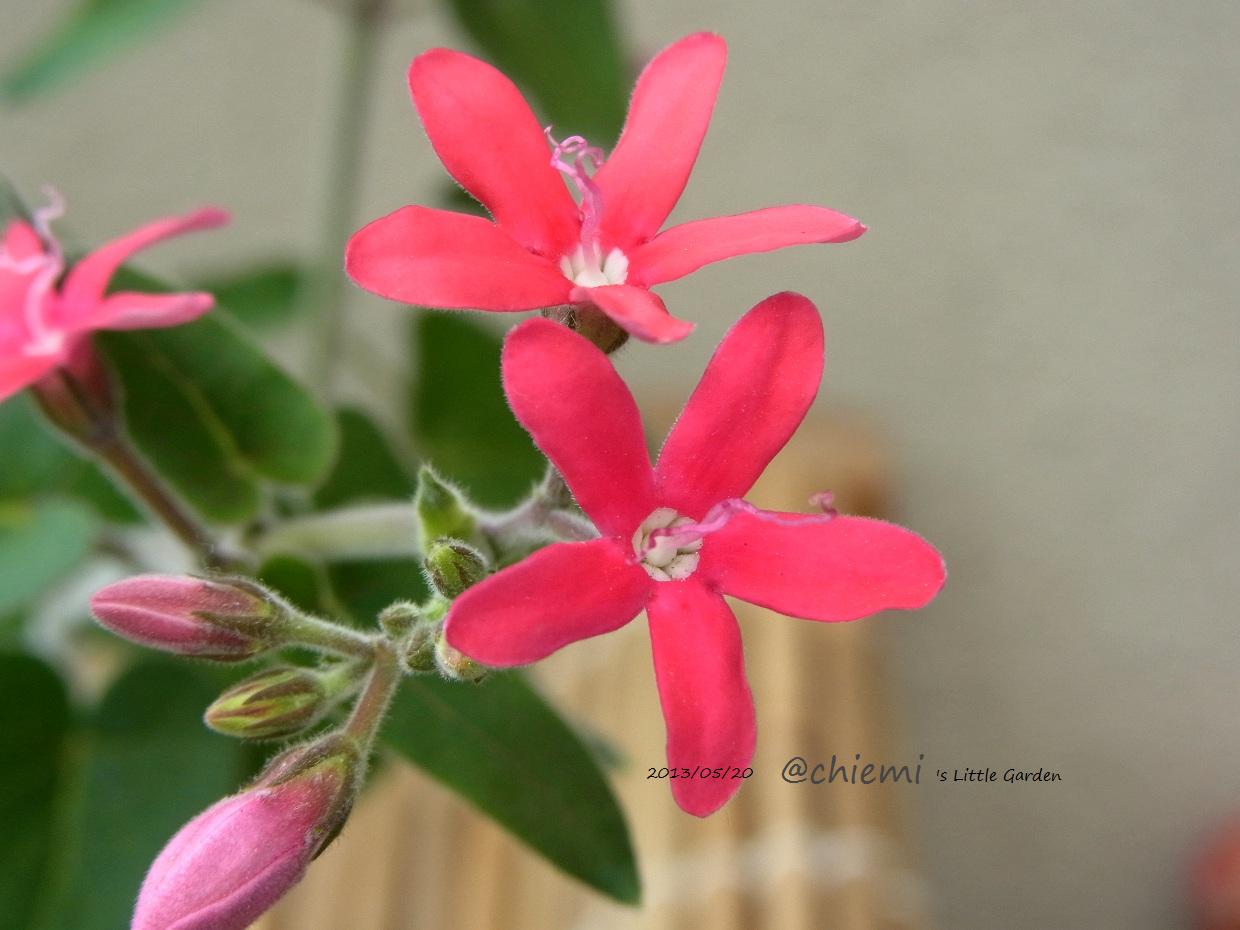 オキシペタラム ローズスター 花綴り