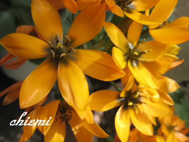 オーニソガラム ダビウム 花綴り