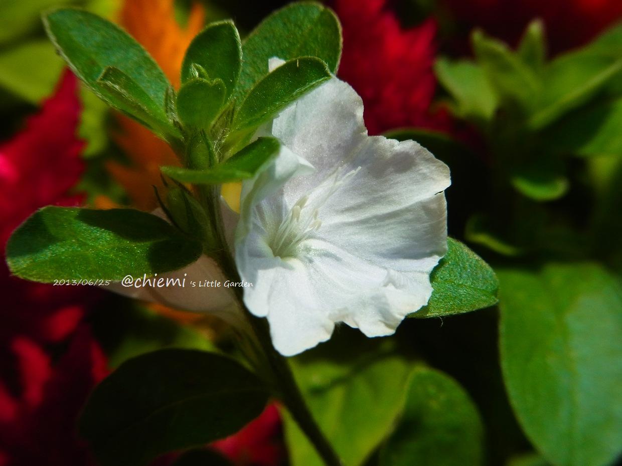 エボルブルス サマーコーラル ホワイト 花綴り