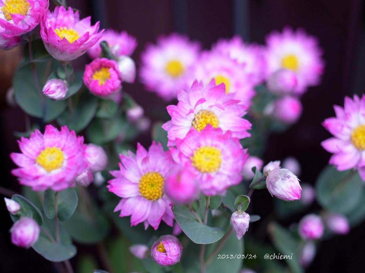 ローダンセ 花綴り