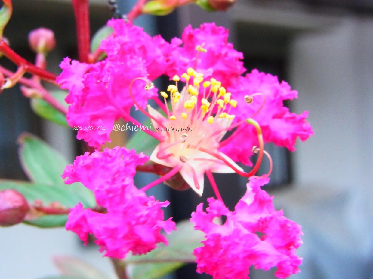 サルスベリ 花綴り サルスベリ 花綴り