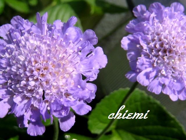 スカビオサ 花綴り