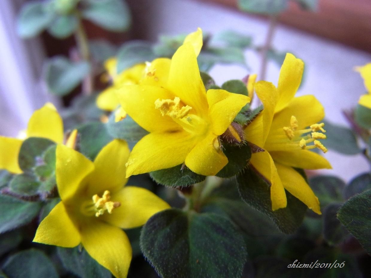 リシマキア 花綴り リシマキア 花綴り