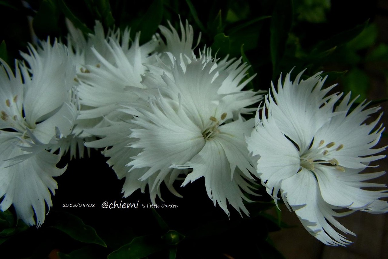 ダイアンサス スープラ 花綴り