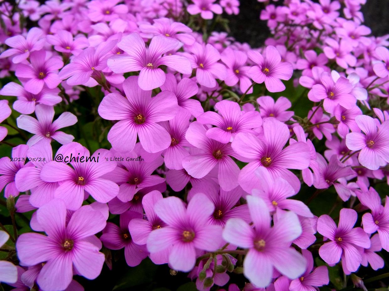 イモカタバミ 花綴り