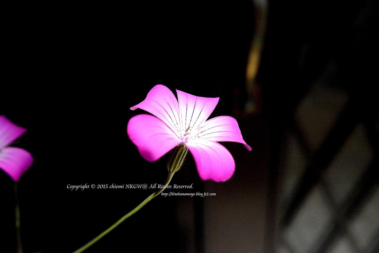 アグロステンマ パープルクイーン 花綴り