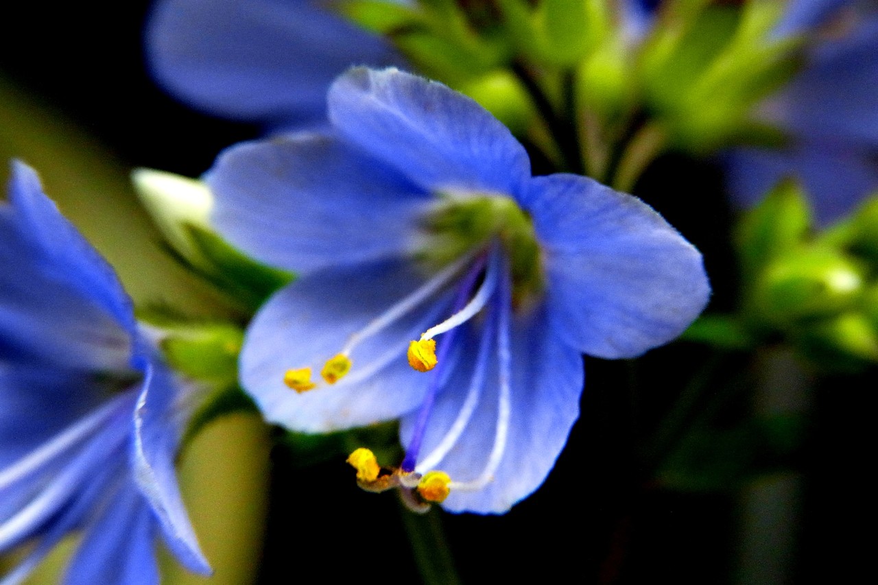 ポレモニューム パープルレイン 花綴り ポレモニューム パープルレイン 花綴り