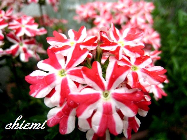 バーベナ ミータン 花綴り