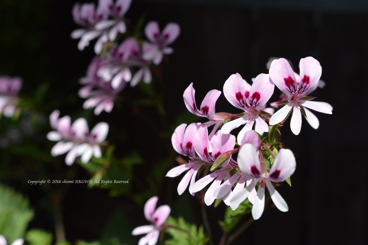 ペラルゴニウム ミルキーバニー 花綴り ペラルゴニウム ミルキーバニー 花綴り