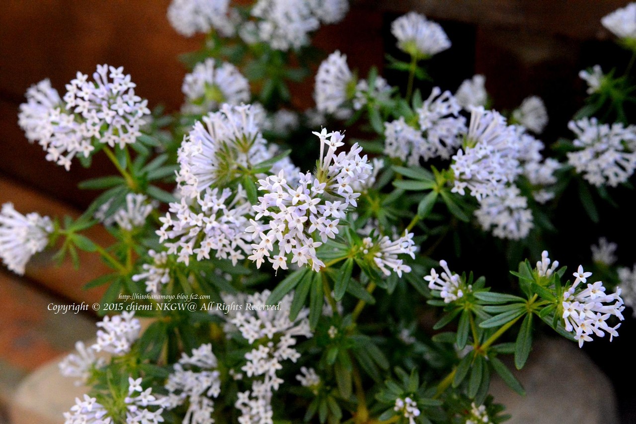 アスペルラ オリエンタリス ブルーシャンデリア 花綴り
