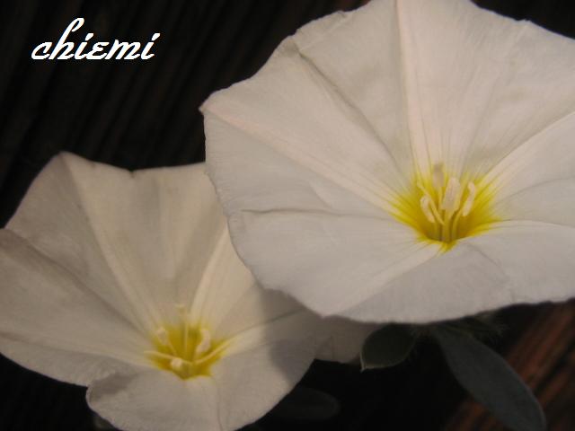 コンボルブルス クネオルム 花綴り