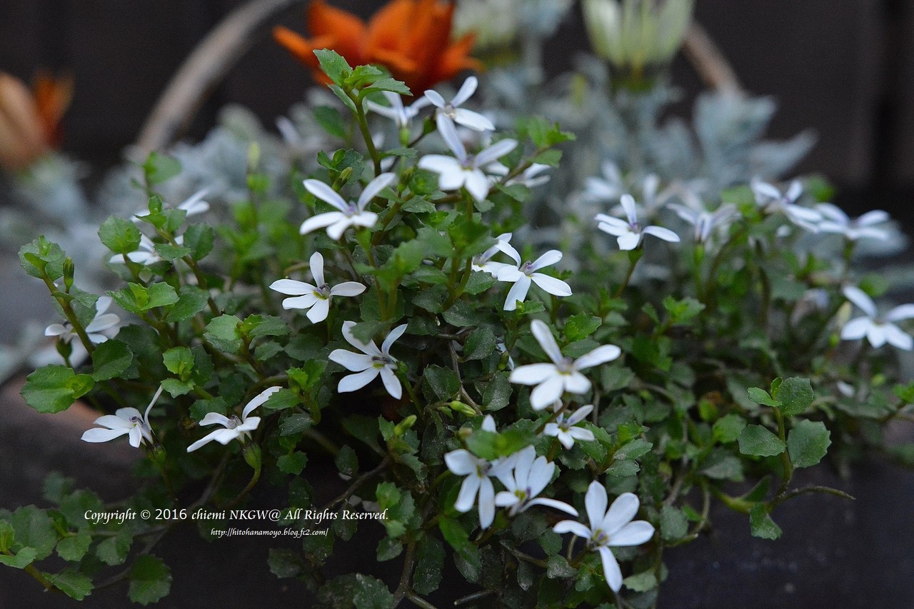 プラティア アンゲラータ 花綴り