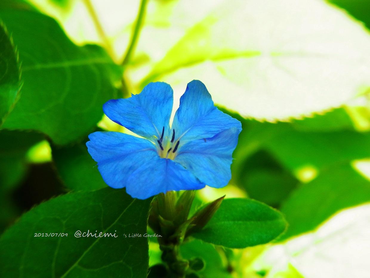 ケラトスティグマ プルンバギノイデス 花綴り