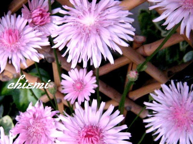 モモイロタンポポ 花綴り