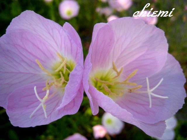 ヒルザキツキミソウ 花綴り