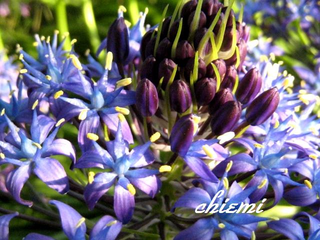 シラー ペルビアナ 花綴り