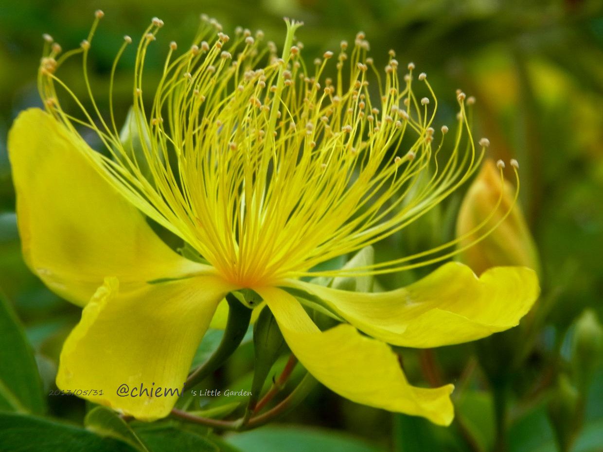 ビヨウヤナギ 花綴り