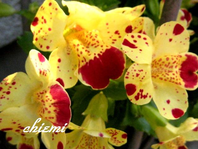 ミムラス 花綴り