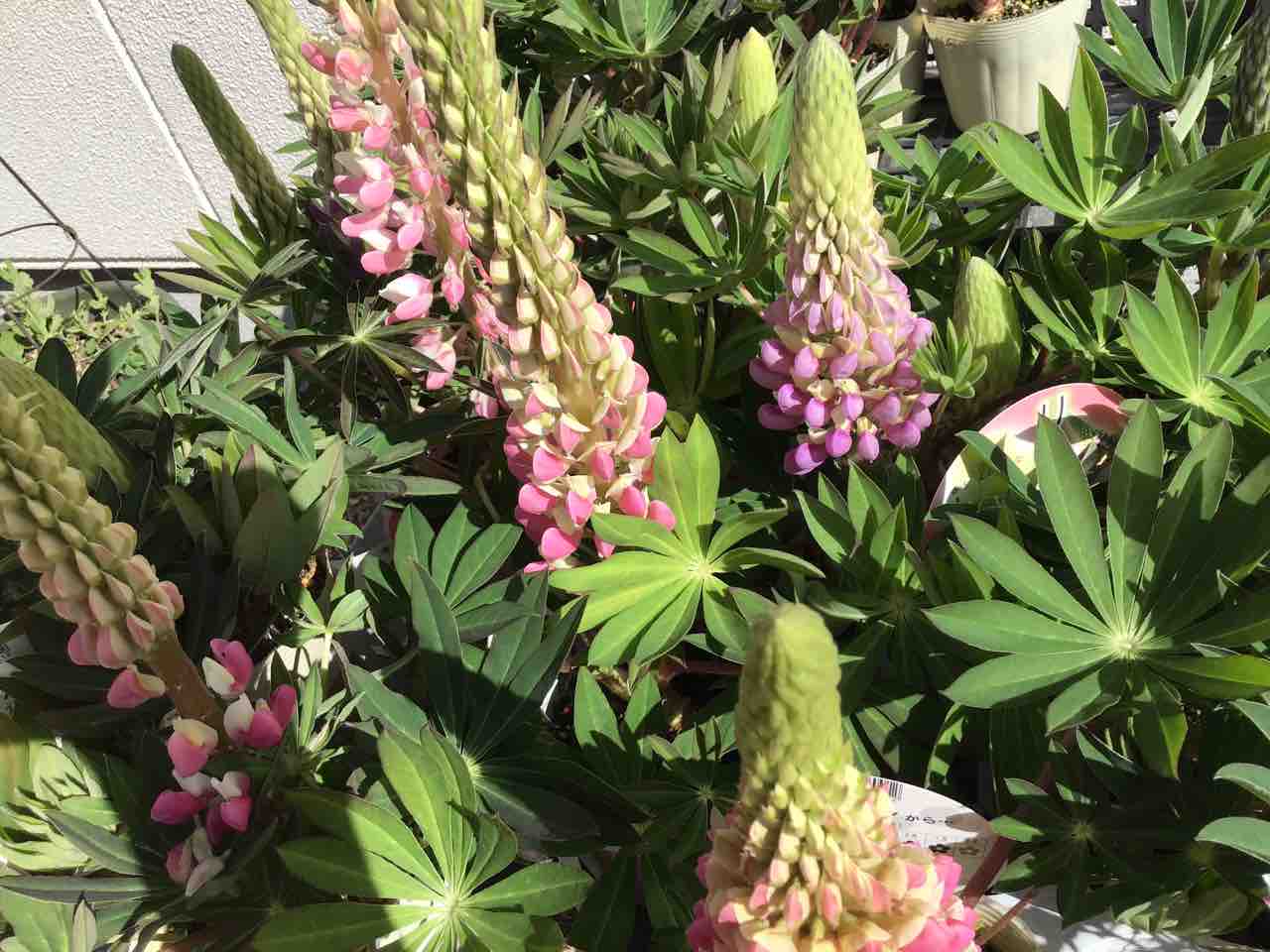 カラっと参ってもよろしおますか