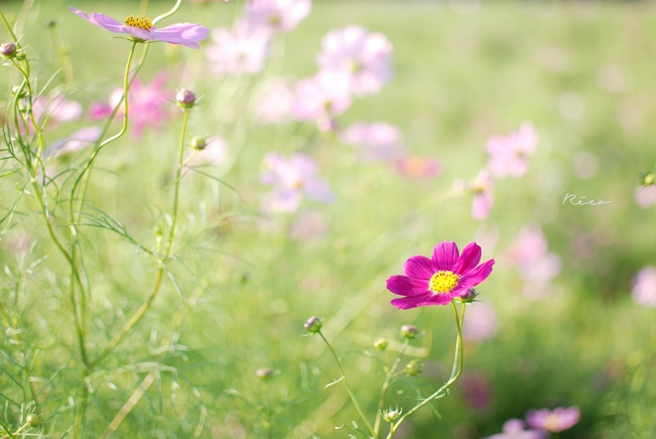 柔らかなコスモスの写真を撮る 花と写真の教室 アトリエフラワーズトーク 柔らかなコスモスの写真を撮る 花と写真の教室 アトリエフラワーズトーク