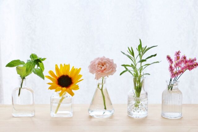 花の豆知識その1 切花と鉢物の違い イケダユミコ通信the Day 花の豆知識その1 切花と鉢物の違い イケダユミコ通信the Day